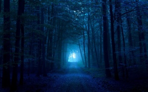 bosque de noche